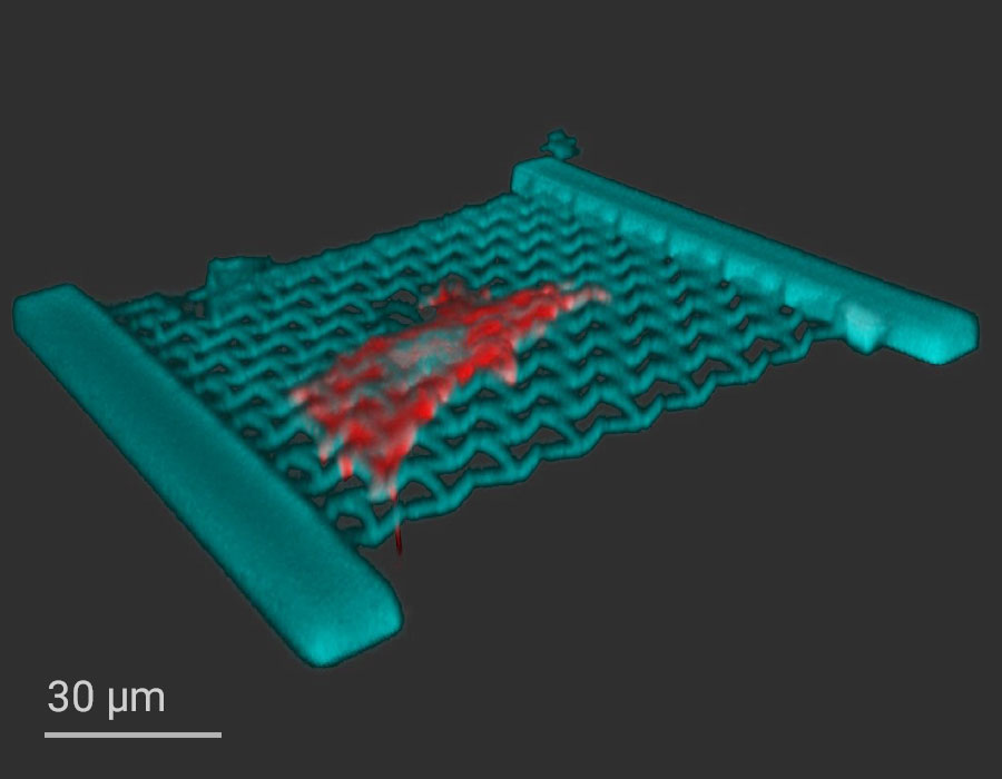 This image depicts a 3D reconstration of a human mesenchymal stem cell (hMSC) adhered on a bio-metamaterial featuring a bowtie geometry recorded by confocal microscopy