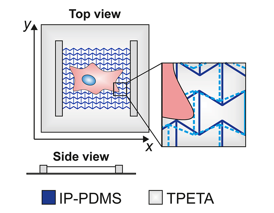 Experimental system schematic with 2D metamaterial structures manufactured using 3D printing by Two-Photon Polymerization and supported by stiff walls made from TPETA.